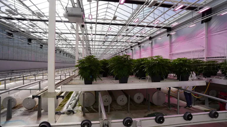 大麻产业日趋成熟,推动向集中化监控管理转变
